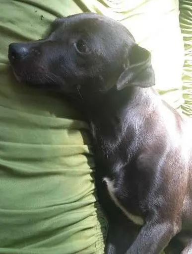 Cachorro ra a pintcher idade 3 anos nome neguinha