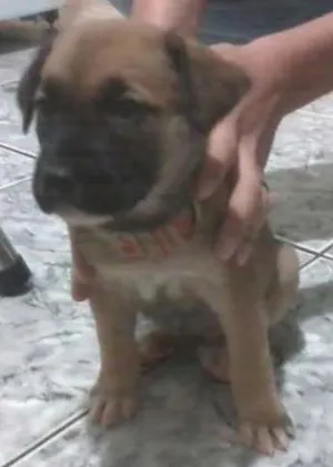Cachorro raça SRD idade 2 a 6 meses nome Nita