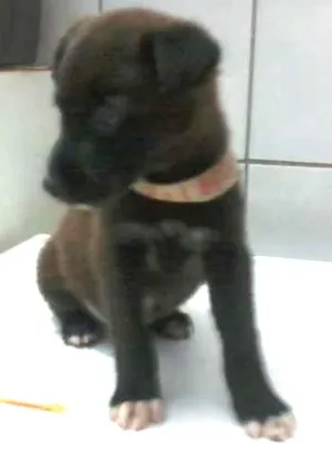 Cachorro raça SRD idade 2 a 6 meses nome Tuffy