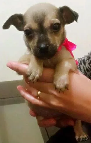 Cachorro ra a  Vira lata idade Abaixo de 2 meses nome Stark e Natasha