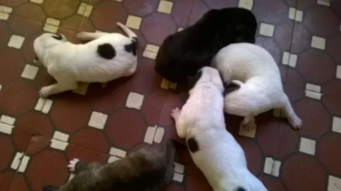 Cachorro raça comum idade Abaixo de 2 meses nome sem.nome