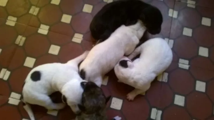 Cachorro raça comum idade Abaixo de 2 meses nome sem.nome