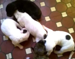 Cachorro raça comum idade Abaixo de 2 meses nome sem.nome