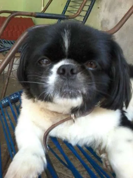 Cachorro ra a Pequinês idade 6 ou mais anos nome Dezinha