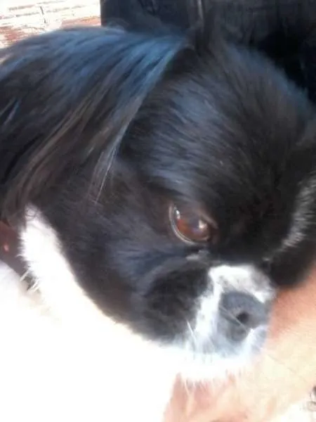 Cachorro ra a Pequinês idade 6 ou mais anos nome Dezinha