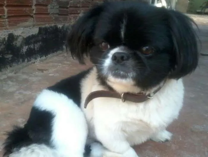Cachorro ra a Pequinês idade 6 ou mais anos nome Dezinha