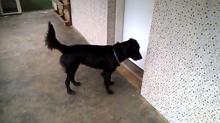 Cachorro raça SRD idade 7 a 11 meses nome Ivi