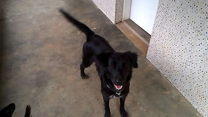 Cachorro raça SRD idade 7 a 11 meses nome Ivi