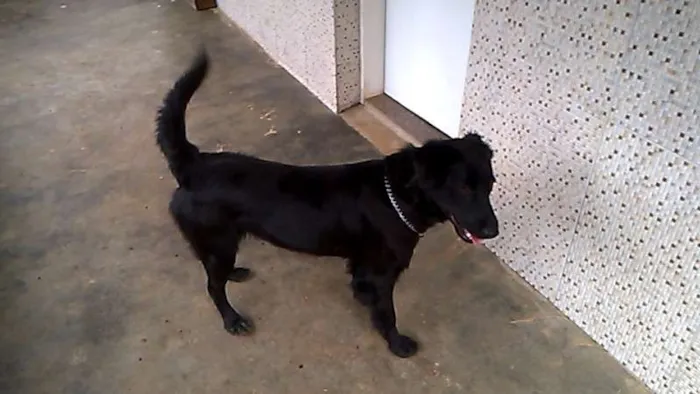 Cachorro raça SRD idade 7 a 11 meses nome Ivi