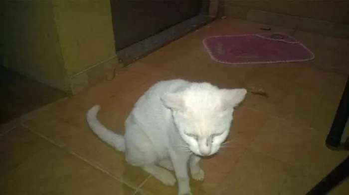 Gato ra a nao sei  idade 7 a 11 meses nome vitoria