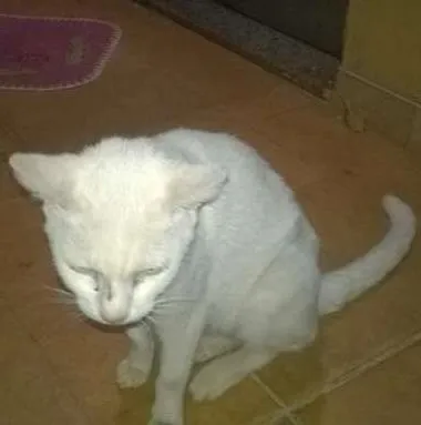 Gato ra a nao sei  idade 7 a 11 meses nome vitoria