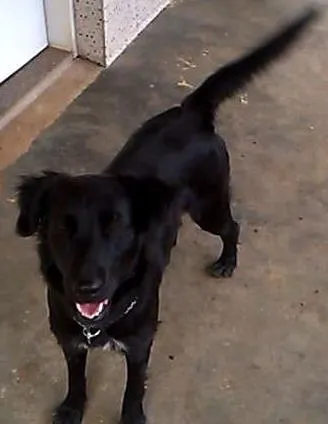 Cachorro raça SRD idade 7 a 11 meses nome Ivi