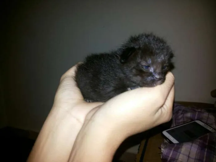 Gato ra a viralata idade Abaixo de 2 meses nome sem nomes