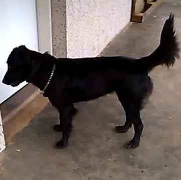 Cachorro raça SRD idade 7 a 11 meses nome Ivi