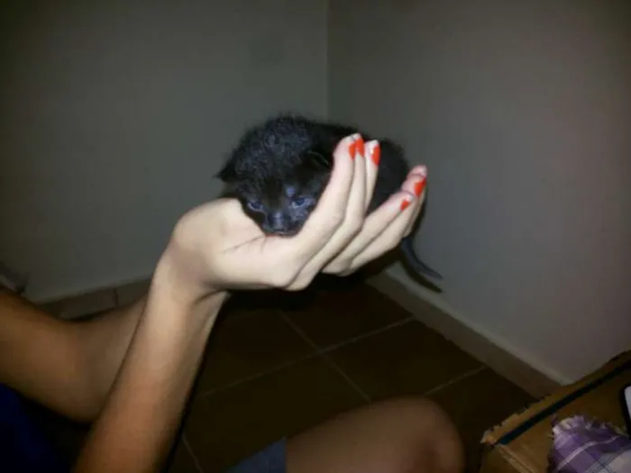 Gato ra a viralata idade Abaixo de 2 meses nome sem nomes