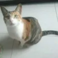 Tigresa
