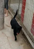 Negão GRATIFICA