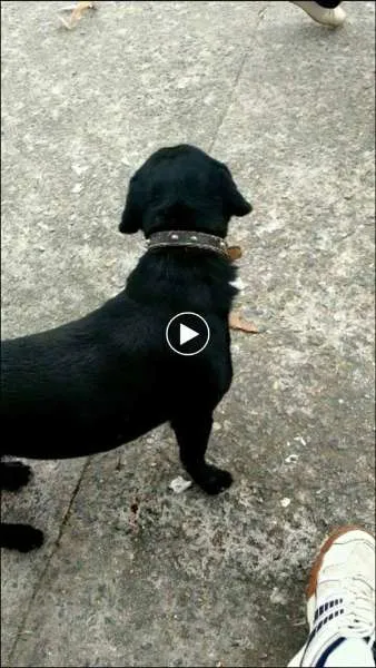 Cachorro ra a SRD idade 1 ano nome Negão GRATIFICA