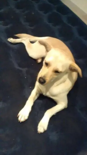 Cachorro ra a Vira-lata idade 7 a 11 meses nome P2