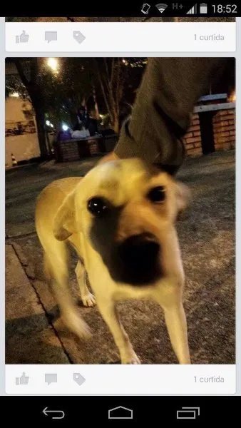 Cachorro ra a Vira-lata idade 7 a 11 meses nome P2