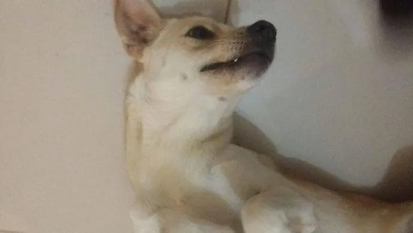Cachorro ra a Vira-lata idade 7 a 11 meses nome P2
