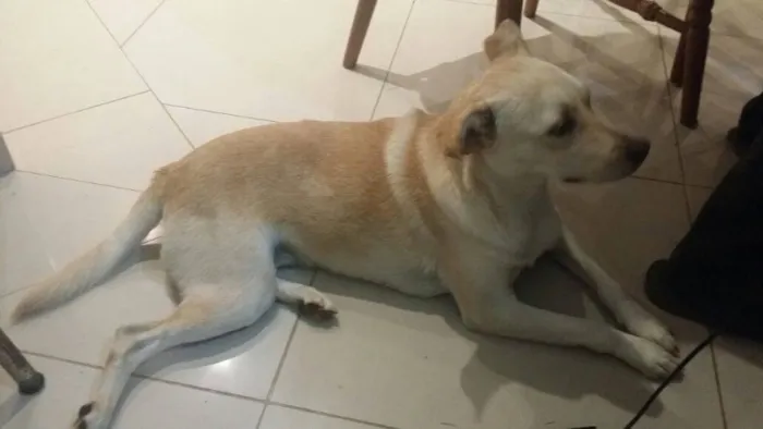 Cachorro ra a Vira-lata idade 7 a 11 meses nome P2