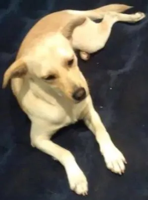 Cachorro ra a Vira-lata idade 7 a 11 meses nome P2
