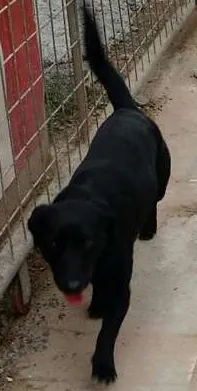 Cachorro raça SRD idade 1 ano nome Negão GRATIFICA