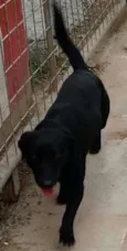 Negão GRATIFICA