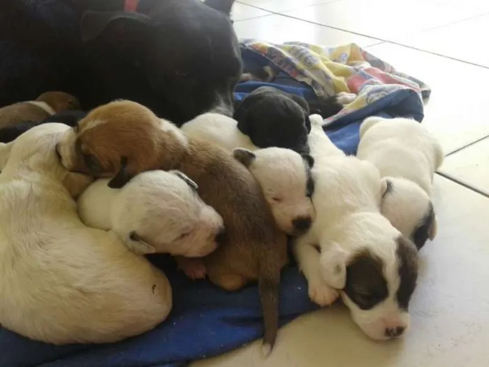 Cachorro ra a  idade Abaixo de 2 meses nome filhotinhos 