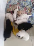 filhotinhos 
