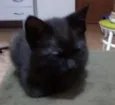 Fumaça