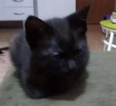 Gato ra a SRD idade Abaixo de 2 meses nome Fumaça