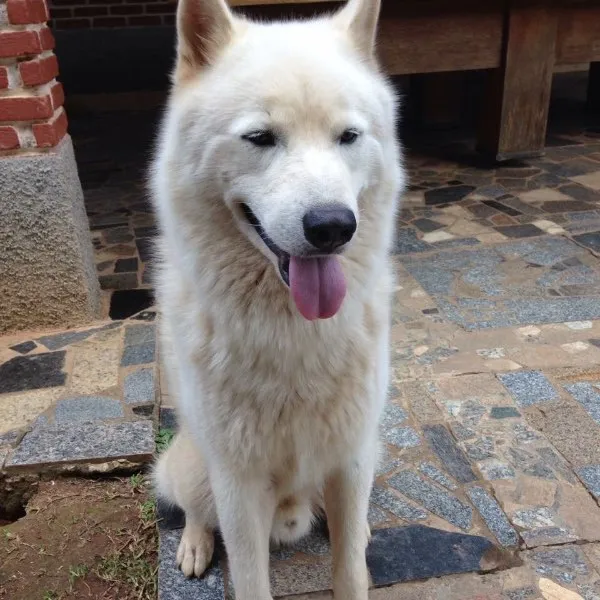 Cachorro ra a Husky idade 3 anos nome Thor