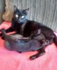 Fumaça