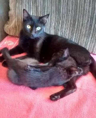 Gato ra a SRD idade Abaixo de 2 meses nome Fumaça