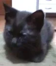 Fumaça