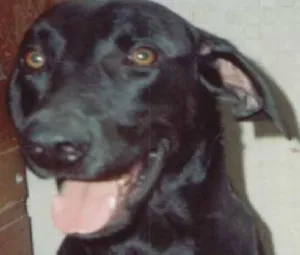 Cachorro raça Viralata idade 1 ano nome Pêpa