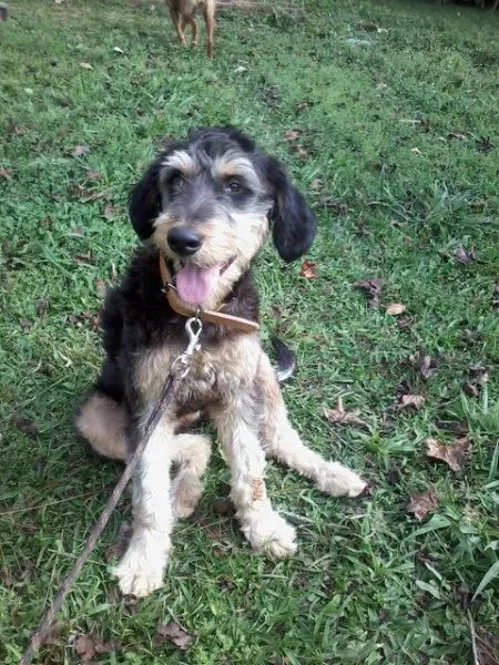 Cachorro ra a Mística de poodle idade 1 ano nome Rebeca