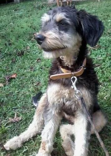 Cachorro ra a Mística de poodle idade 1 ano nome Rebeca