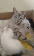Zezinho Maria dote 