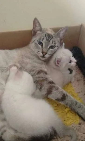 Gato ra a  idade  nome Zezinho Maria dote 