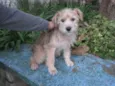 Peludinho