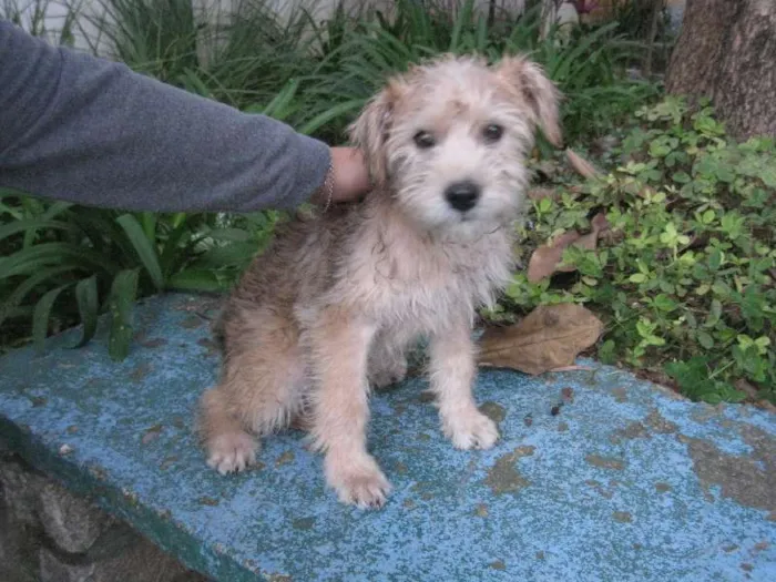Cachorro ra a SRD idade 2 a 6 meses nome Peludinho
