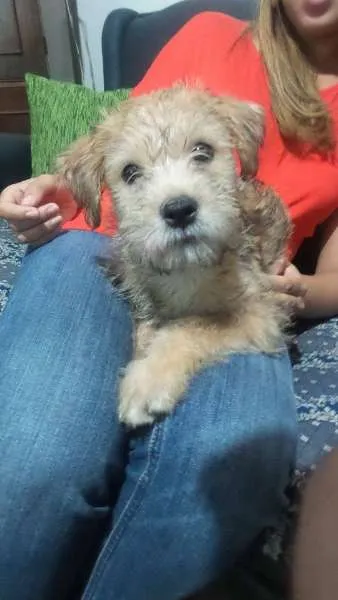 Cachorro ra a SRD idade 2 a 6 meses nome Peludinho