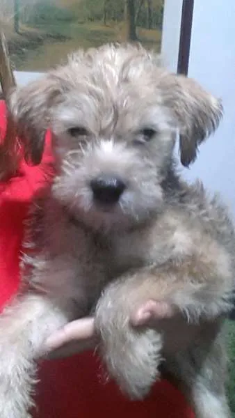 Cachorro ra a SRD idade 2 a 6 meses nome Peludinho
