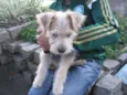 Peludinho
