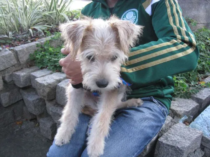 Cachorro ra a SRD idade 2 a 6 meses nome Peludinho
