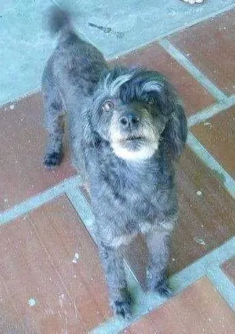 Cachorro ra a poodle mestiça idade 6 ou mais anos nome Pity GRATIFICA