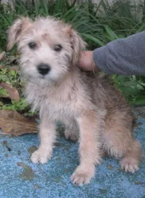 Cachorro raça SRD idade 2 a 6 meses nome Peludinho